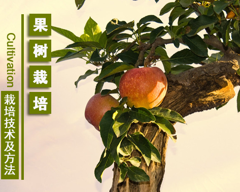 果树栽培技术及方法步骤