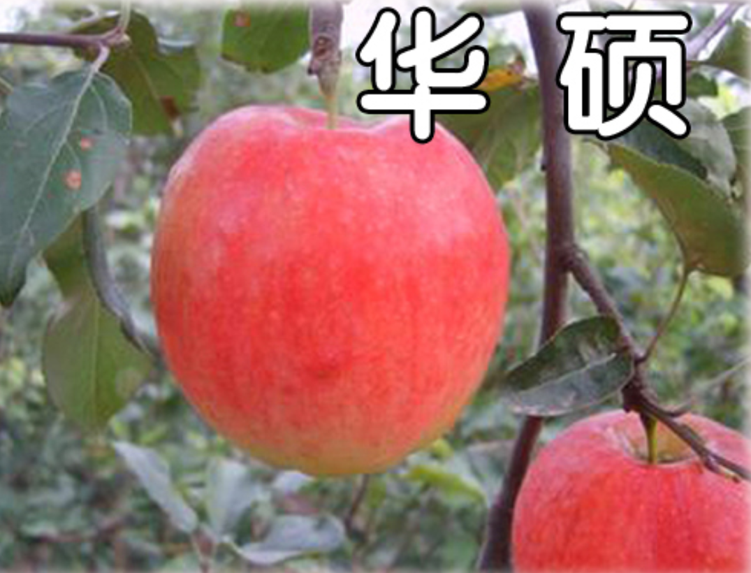 苹果品种“华硕”通过审定