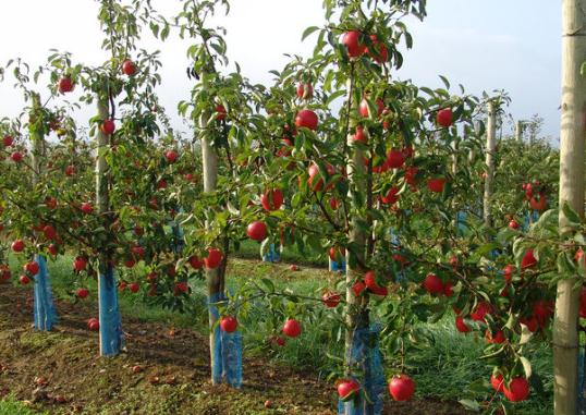 矮化密植苹果树栽培技术