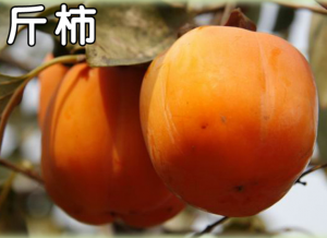 日本斤柿