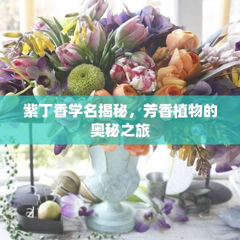 紫丁香学名揭秘，芳香植物的奥秘之旅