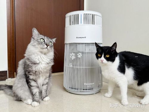 石猫官方下载,最新正品解答定义_XP_v6.254