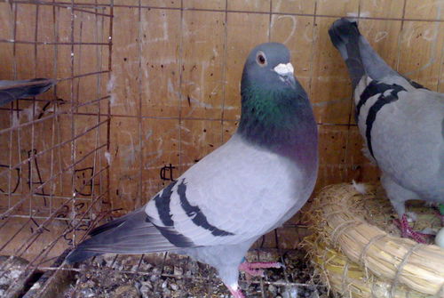 云朵护眼官方下载,适用计划解析方案|XR_v4.495