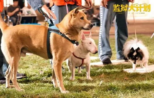 西游记版本有哪些跟官方农机狗下载,快速计划设计解析&amp;Essential_v2.911