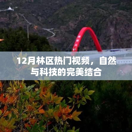 林区热门视频揭秘，自然与科技完美融合