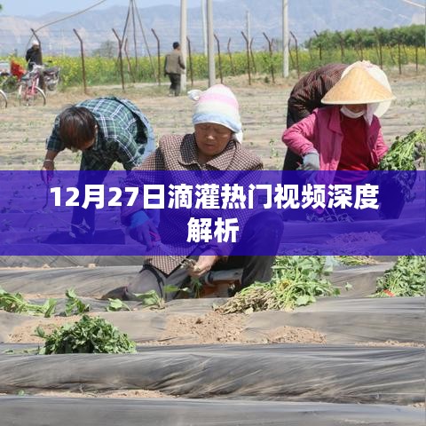 深度解析，滴灌热门视频背后的秘密
