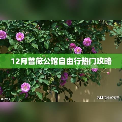 蔷薇公馆自由行指南，热门攻略揭秘