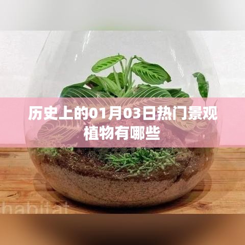 热门景观植物的历史变迁，一月三日那些植物上榜