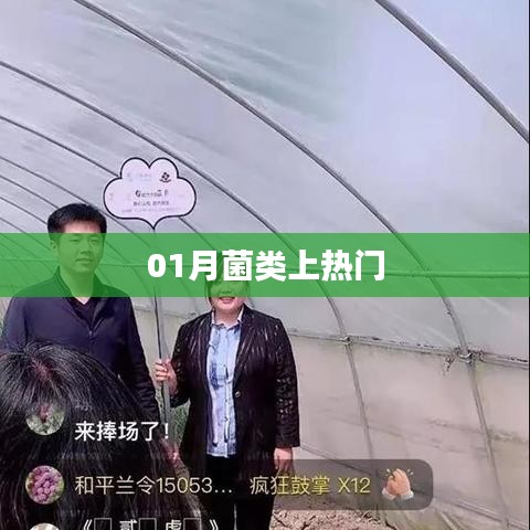 热门话题揭秘，一月份菌类风采展现
