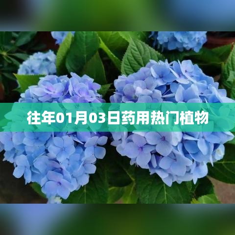 药用热门植物盘点，历年趋势解析