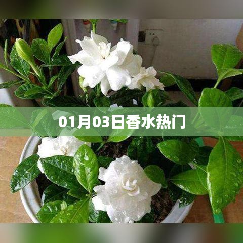 香水热门资讯速递，最新动态一网打尽！
