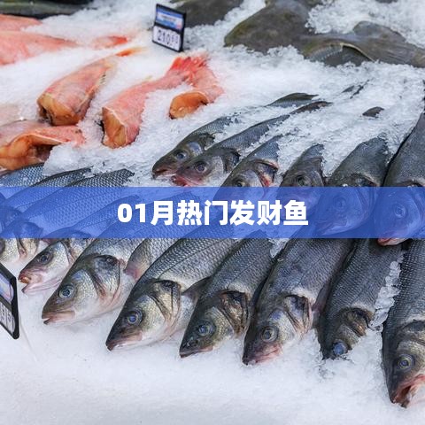 最新热门发财鱼，一月财运亨通之选