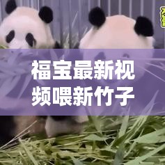 福宝最新视频喂新竹子是哪一集：福宝 作者 