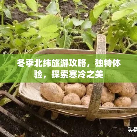 冬季北纬旅游攻略，独特体验，探索寒冷之美
