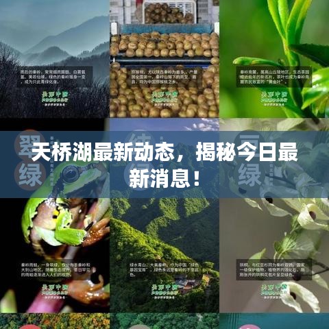 天桥湖最新动态，揭秘今日最新消息！