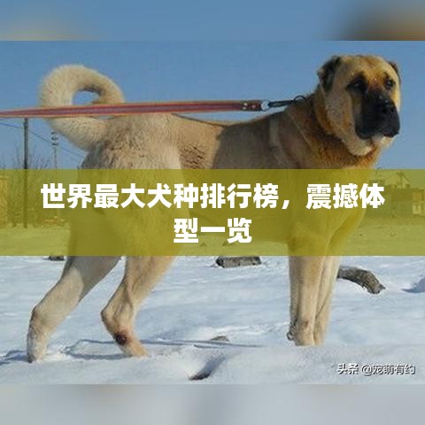 世界最大犬种排行榜，震撼体型一览