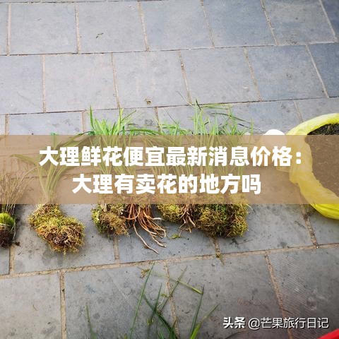 大理鲜花便宜最新消息价格：大理有卖花的地方吗 