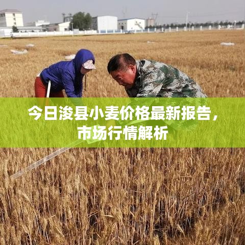 今日浚县小麦价格最新报告，市场行情解析