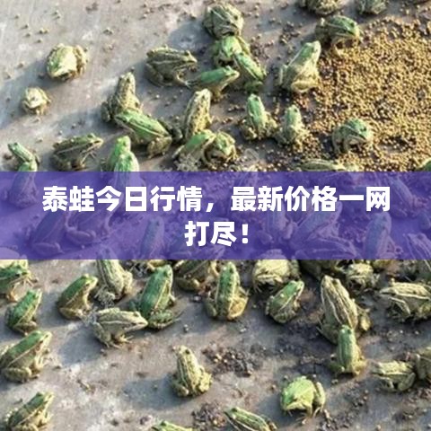 泰蛙今日行情，最新价格一网打尽！