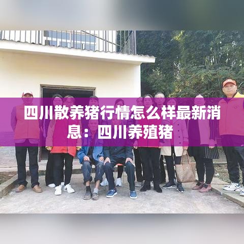 四川散养猪行情怎么样最新消息：四川养殖猪 