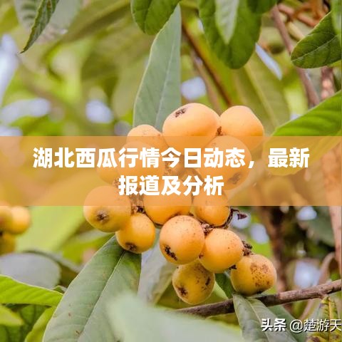 湖北西瓜行情今日动态，最新报道及分析