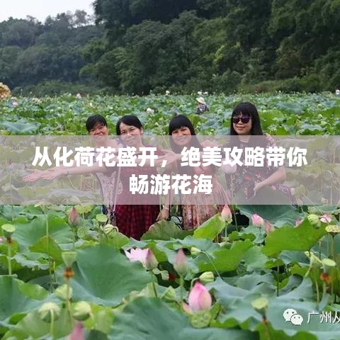 从化荷花盛开，绝美攻略带你畅游花海