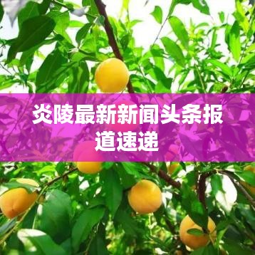 炎陵最新新闻头条报道速递