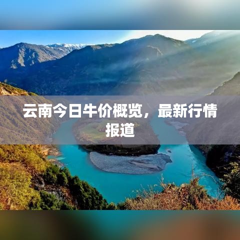 云南今日牛价概览，最新行情报道