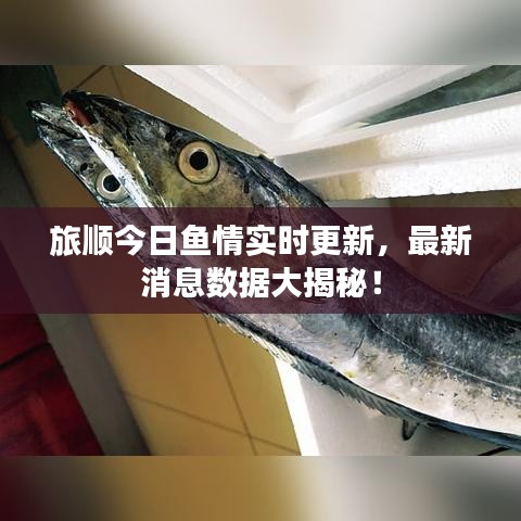 旅顺今日鱼情实时更新，最新消息数据大揭秘！