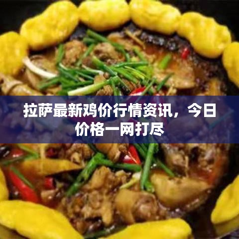 拉萨最新鸡价行情资讯，今日价格一网打尽
