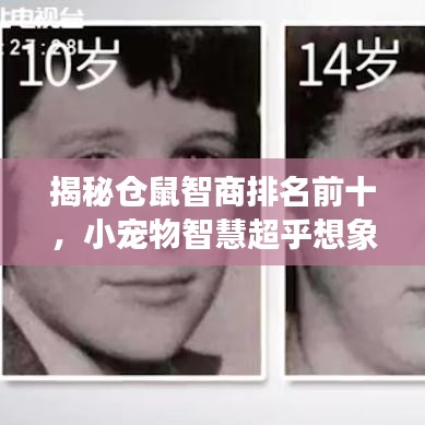 揭秘仓鼠智商排名前十，小宠物智慧超乎想象！