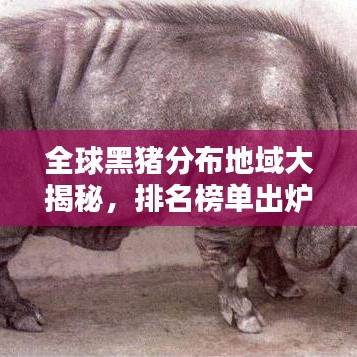 全球黑猪分布地域大揭秘，排名榜单出炉！