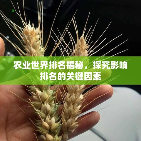 农业世界排名揭秘，探究影响排名的关键因素