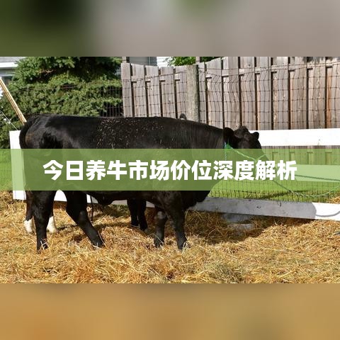 今日养牛市场价位深度解析