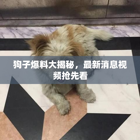 狗子爆料大揭秘，最新消息视频抢先看