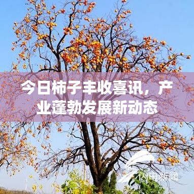 今日柿子丰收喜讯，产业蓬勃发展新动态