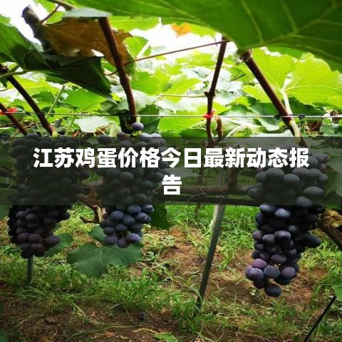江苏鸡蛋价格今日最新动态报告