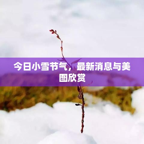 今日小雪节气，最新消息与美图欣赏