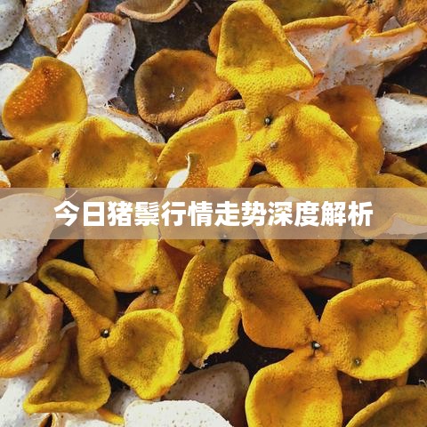 今日猪鬃行情走势深度解析