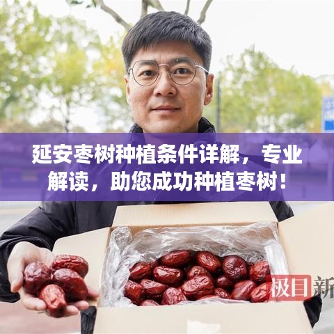 延安枣树种植条件详解，专业解读，助您成功种植枣树！