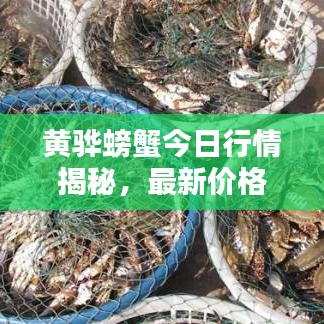 黄骅螃蟹今日行情揭秘，最新价格分析与趋势预测