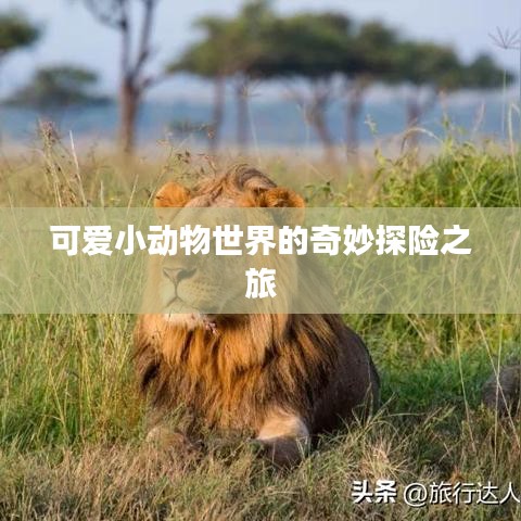 可爱小动物世界的奇妙探险之旅