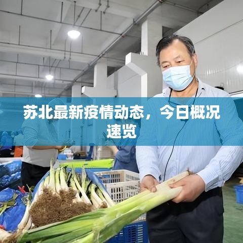 苏北最新疫情动态，今日概况速览
