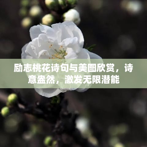 励志桃花诗句与美图欣赏，诗意盎然，激发无限潜能