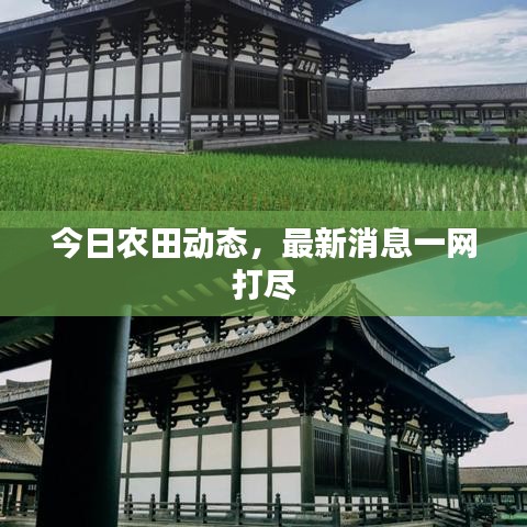 今日农田动态，最新消息一网打尽