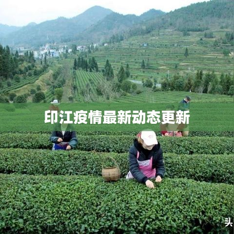 印江疫情最新动态更新