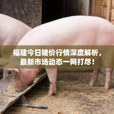福建今日猪价行情深度解析，最新市场动态一网打尽！