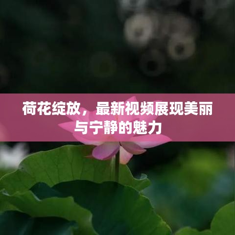 荷花绽放，最新视频展现美丽与宁静的魅力