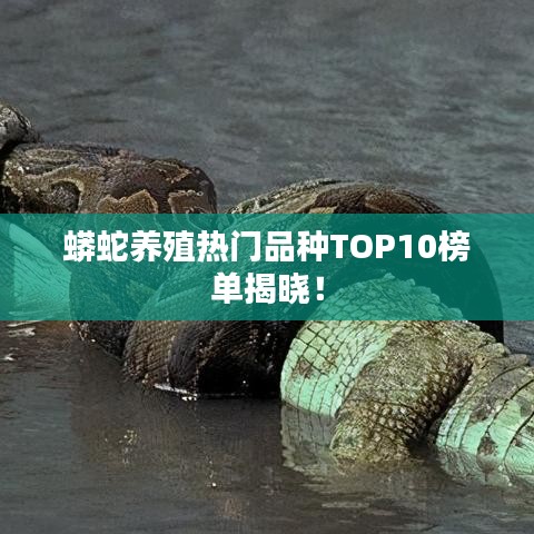 蟒蛇养殖热门品种TOP10榜单揭晓！