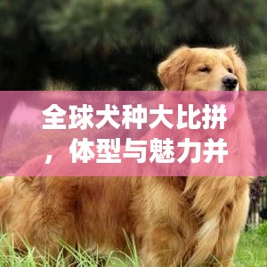 全球犬种大比拼，体型与魅力并存的犬种风采排名